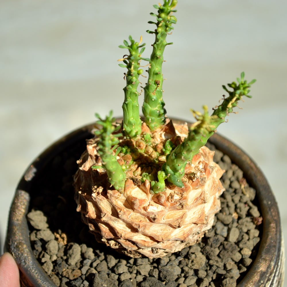 ユーフォルビア　ゴルゴニス　発根済み ユーフォルビア ゴルゴニス③ | Lines BOTANICAL SHOP