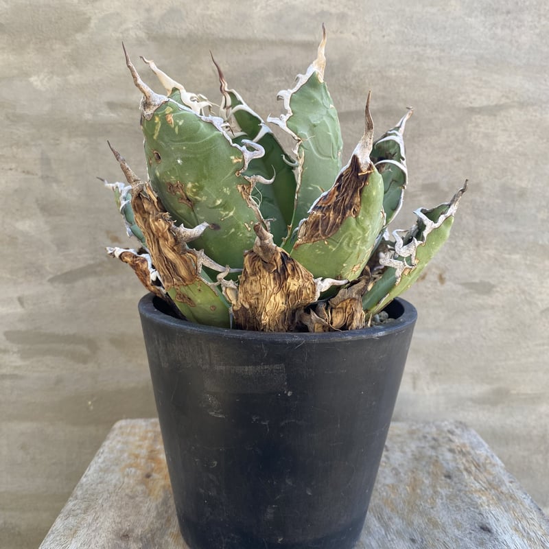 ☆A-25 手の平サイズ アガベ オアハカ オテロイ ワイルド株 ベアルート