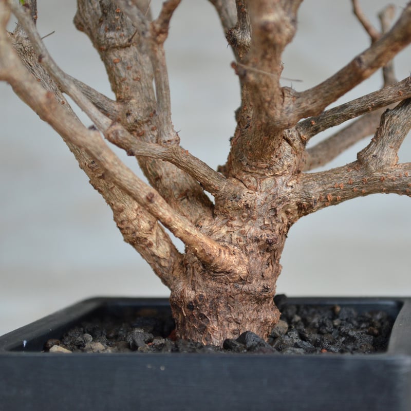 植物】センナ メリディオナリス 良型実生株 <2> | A-PLANTS|塊根