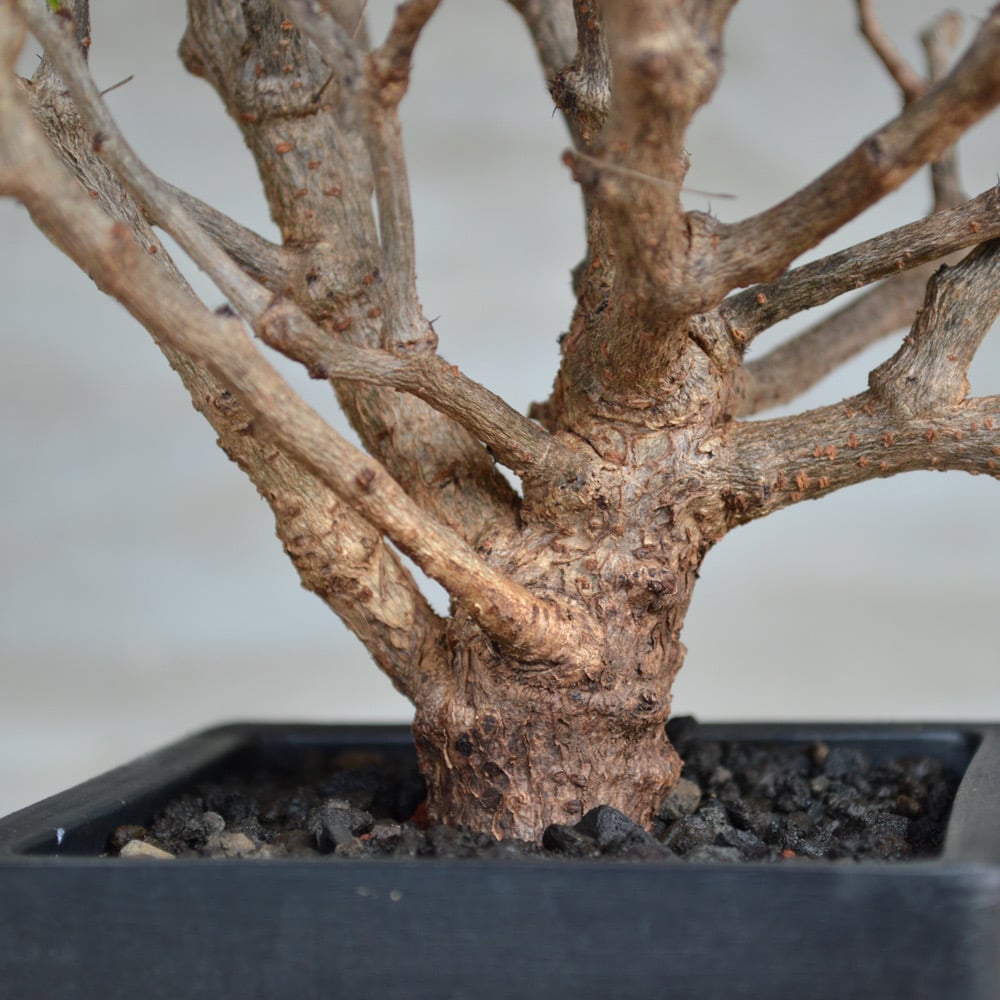 植物】センナ メリディオナリス 良型実生株 <2> | A-PLANTS|塊根