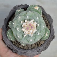 植物鉢] left botanical 白黒垂れ Mサイズ | A-PLANTS|塊根植物販売