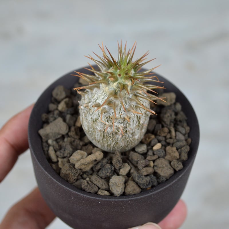 植物 × 鉢 】パキポディウム マカイエンセ × Valiem GHOST(BOWL 植物 × 鉢 】パキポディウム マカイエンセ × Valiem GHOST(BOWL