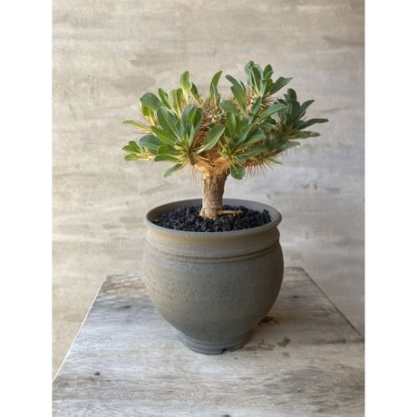VALIEM A-plants Mサイズコラボ鉢-