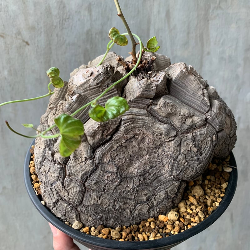 植物】アフリカ亀甲竜 現地株 塊根植物 コーデックス 多肉植物 | A