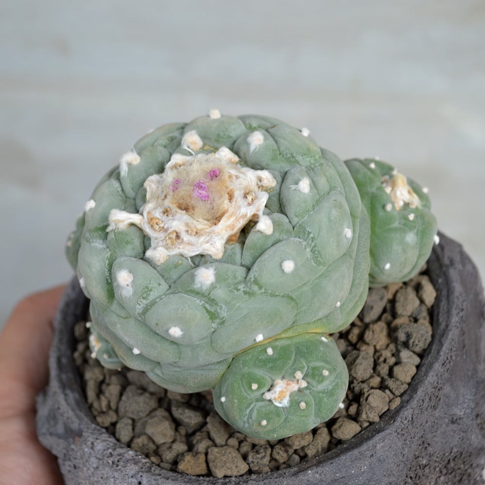 植物×鉢】サボテンロフォフォラ フリキー 疣銀冠玉 美株 × clayman