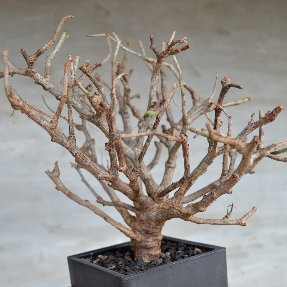 植物】センナ メリディオナリス 良型実生株 <2> | A-PLANTS|塊根