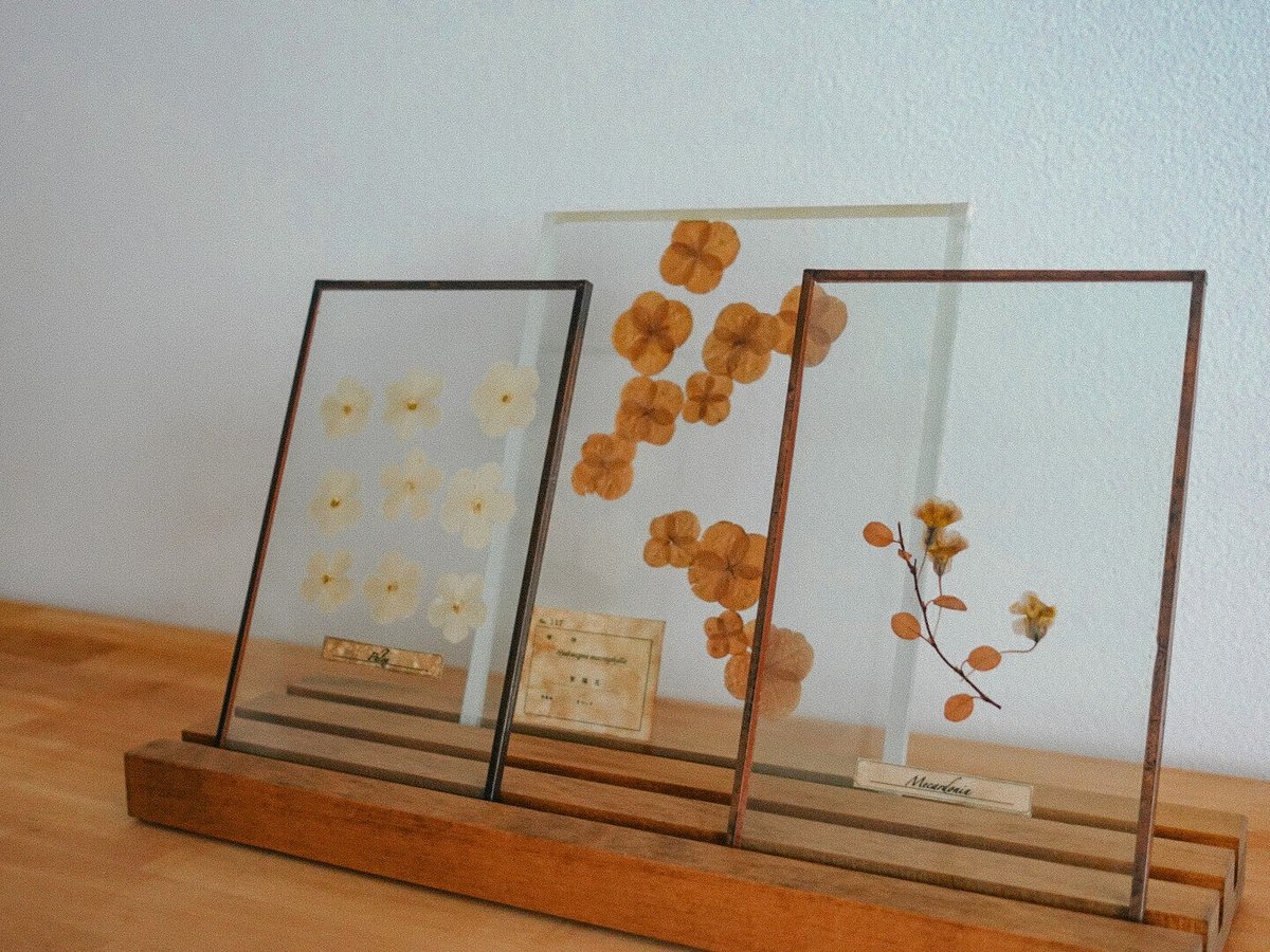 植物標本 (厚手ガラス) | marque
