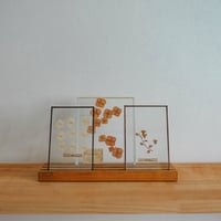 植物標本 (厚手ガラス)