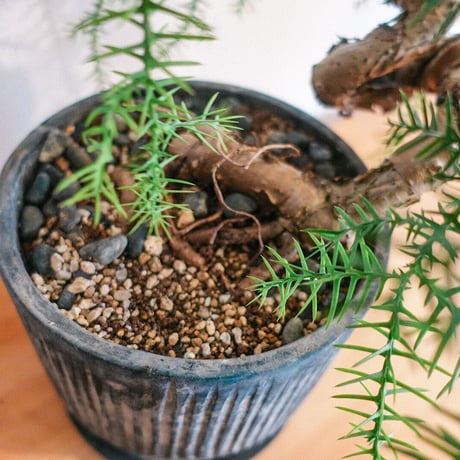 植物⑦(アロカリア)