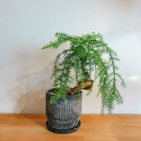 植物⑦(アロカリア)