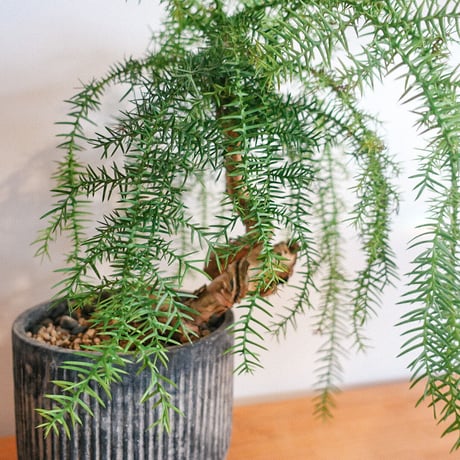 植物⑦(アロカリア)