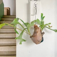 植物①(コウモリラン大)