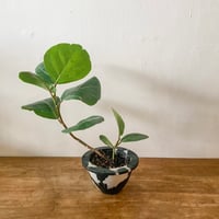 植物①①(シーグレープ)