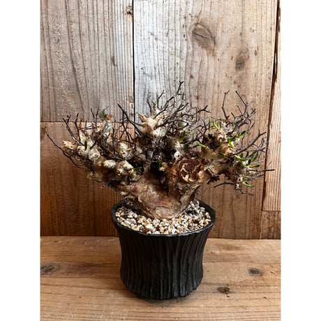 チレコドンレティキュラーツス | STORES