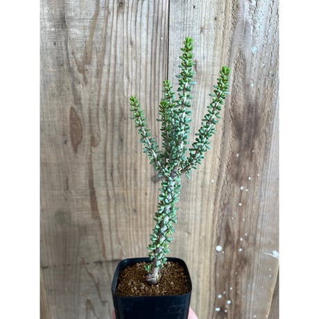 【現品】ケラリア・ナマクエンシス　6号　X64番 ケラリア ナマクエンシス | hanayoshi-botanical