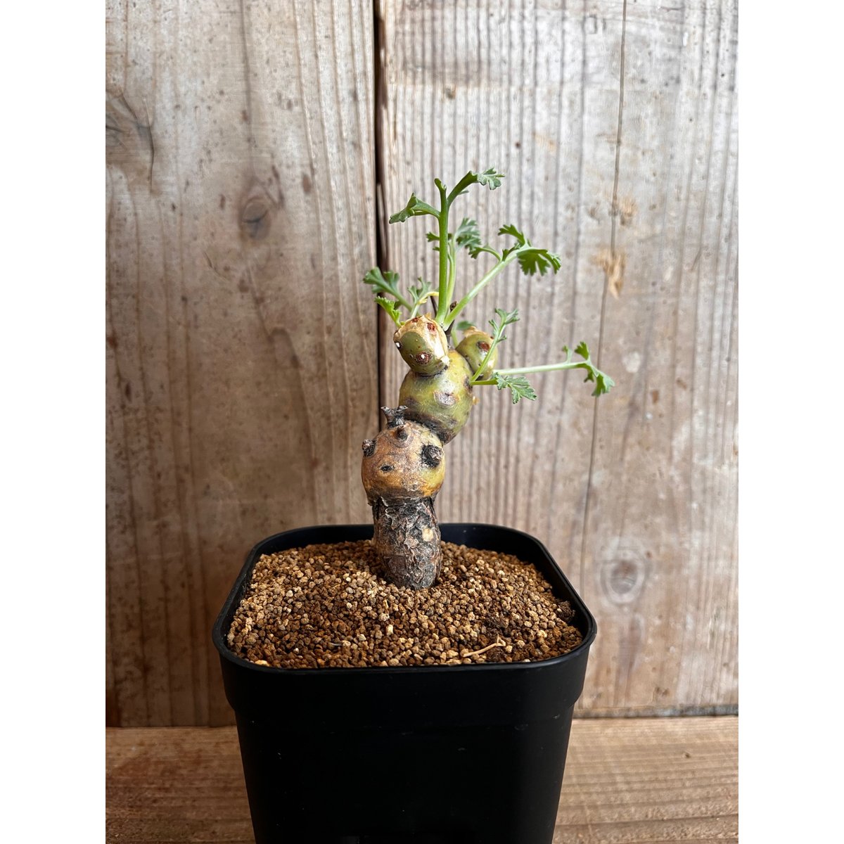 ペラルゴニウム・パルビフローラム | AOKI KAEN