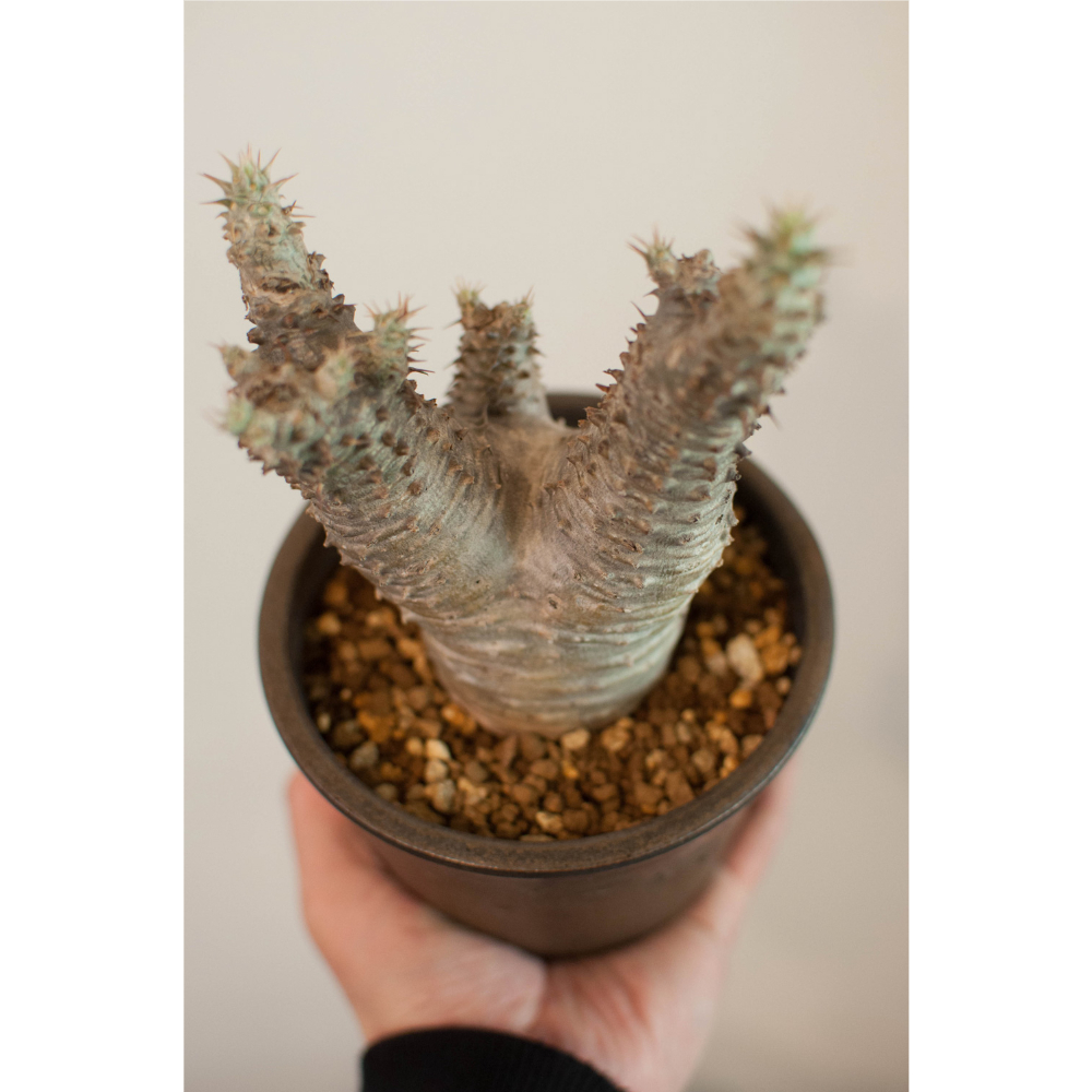 パキポディウム・マカイエンセ | AOKI KAEN