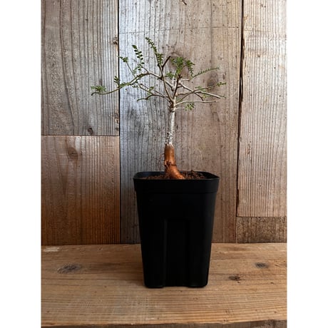 オペルクリカリアヒファエノイデス | STORES