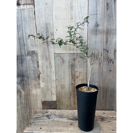 人気定番の Bonsai 低重心 巨木感 極太 激渋 オペルクリカリア 発根済 塊根植物・コーデックス