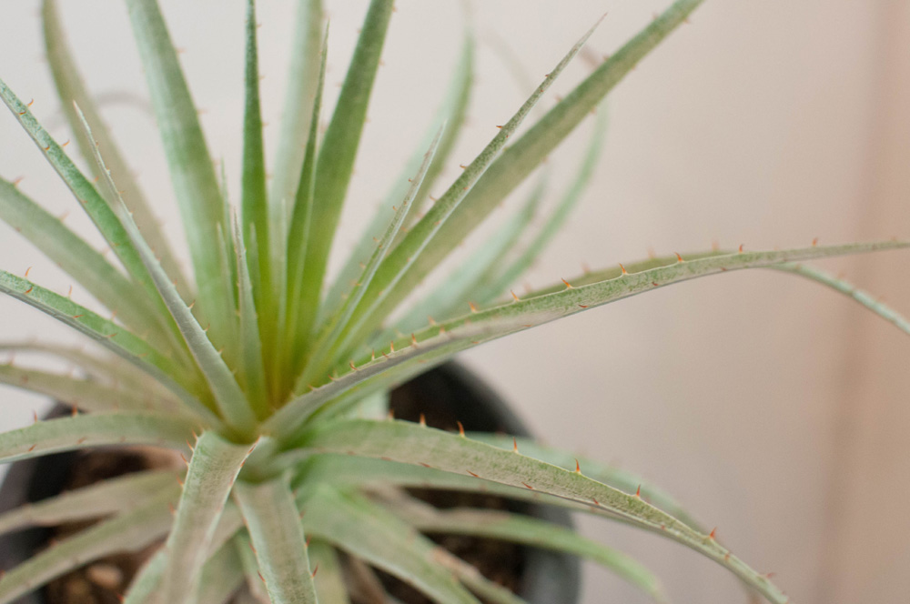 プヤ・セルーレア | AOKI KAEN