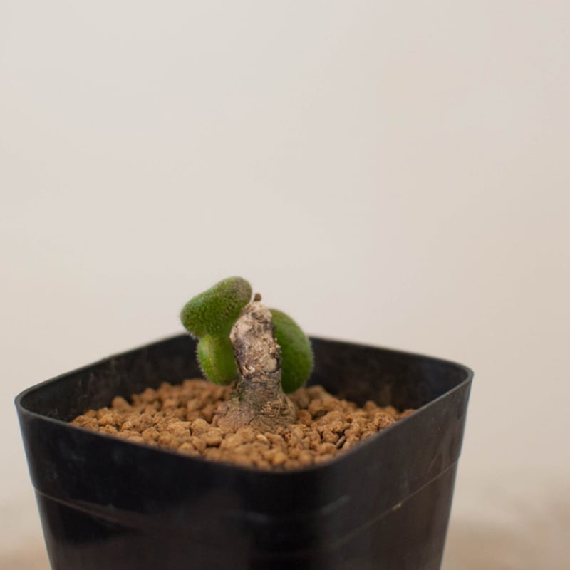 【激レア★早い者勝ち】　チレコドン ノルティ　開花経験株　冬型植物　鉢ごと　32 激レア☆早い者勝ち】 チレコドン ノルティ 開花経験株 冬型植物