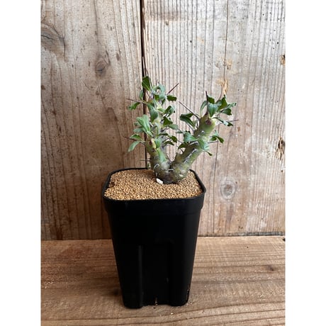 サルコカウロン | STORES