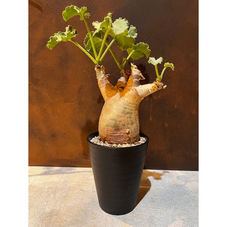 マクロプス | STORES