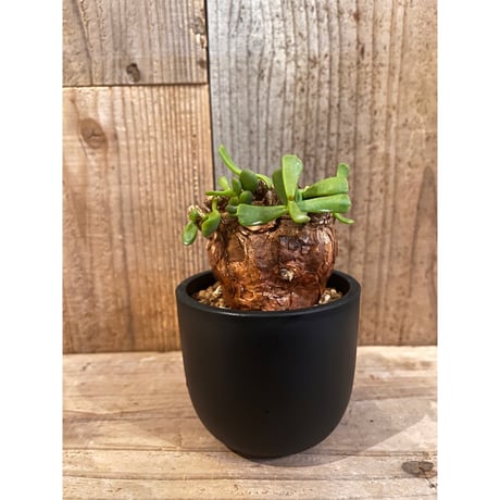 ケラリアピグマエア | STORES