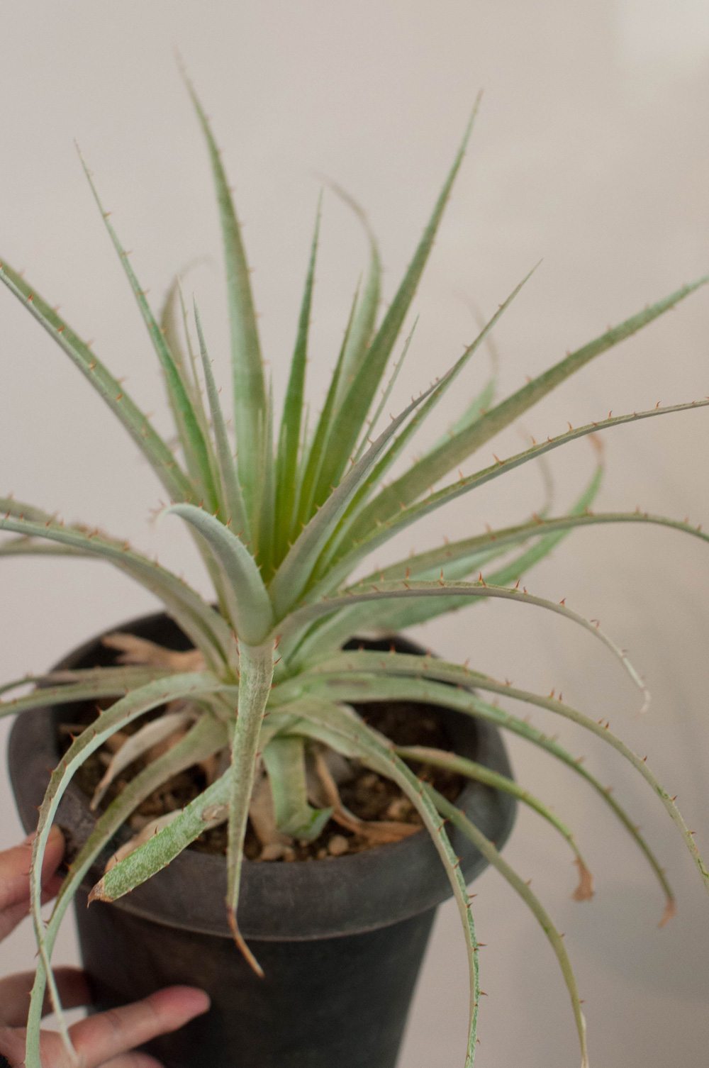 プヤ セルーレア 特白個体 プヤ セルーレア 特白個体 - 植物/観葉植物