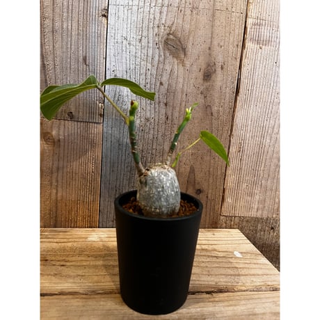 ボンバックス | STORES