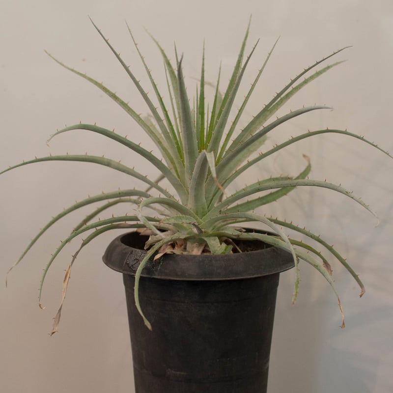 プヤ　セルーレア プヤ セルーレア Puya coerulea