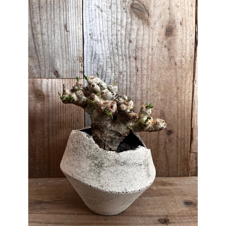 チレコドンレティキュラーツス | STORES