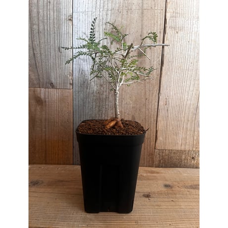 L*O様 オペルクリカリア オペルクリカリア デカリー 8年目 オペルクリカリア デカリー 8年目