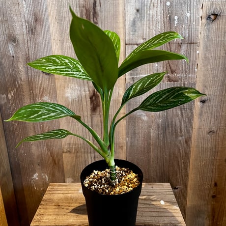 アグラオネマ・カーティシー　②　Aglaonema nitidum var. curtisii