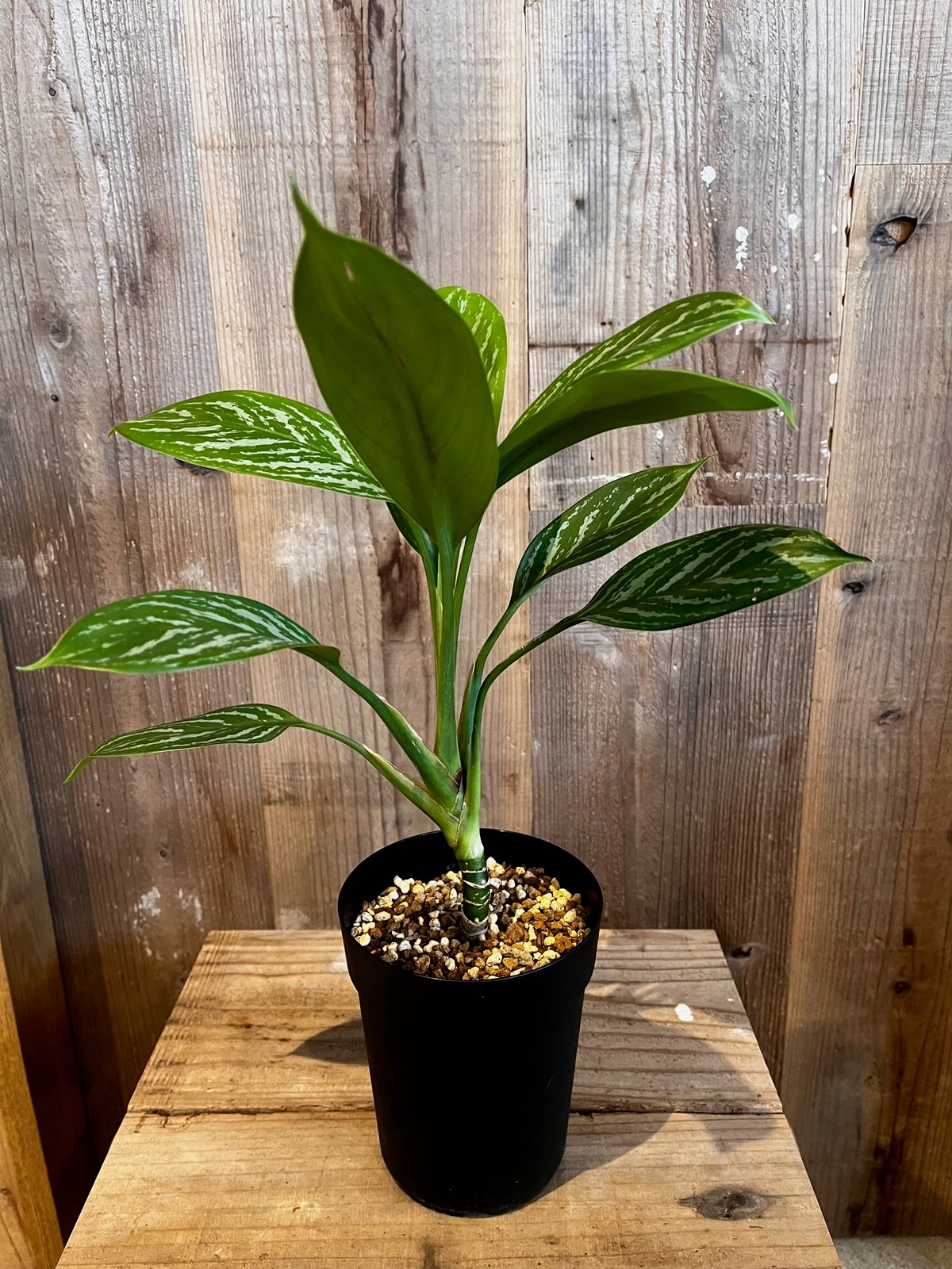 アグラオネマ・カーティシー ② Aglaonema nitidum var. curtisii