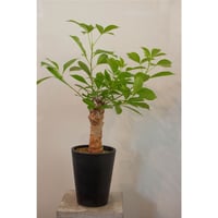 正規取扱店】 アデニアメタモルファ ビックサイズ 植物/観葉植物