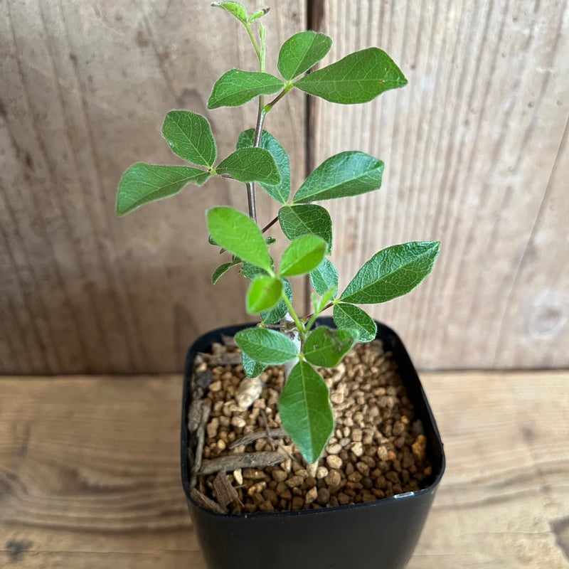 コミフォラ オルビクラリス | AOKI KAEN