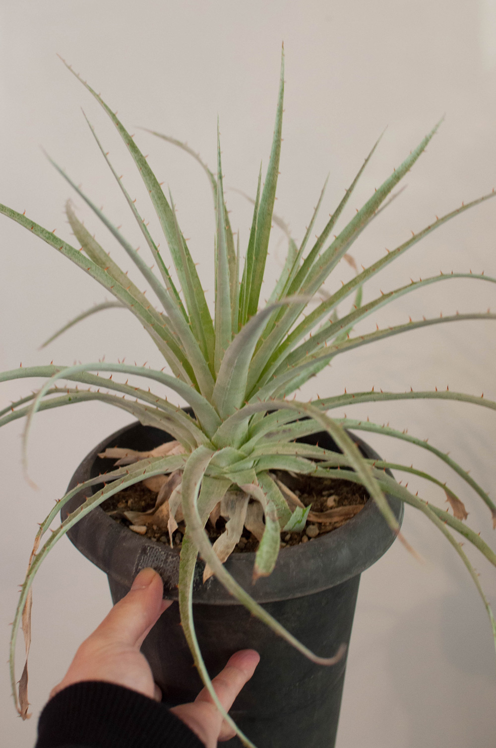 プヤ・セルーレア | AOKI KAEN