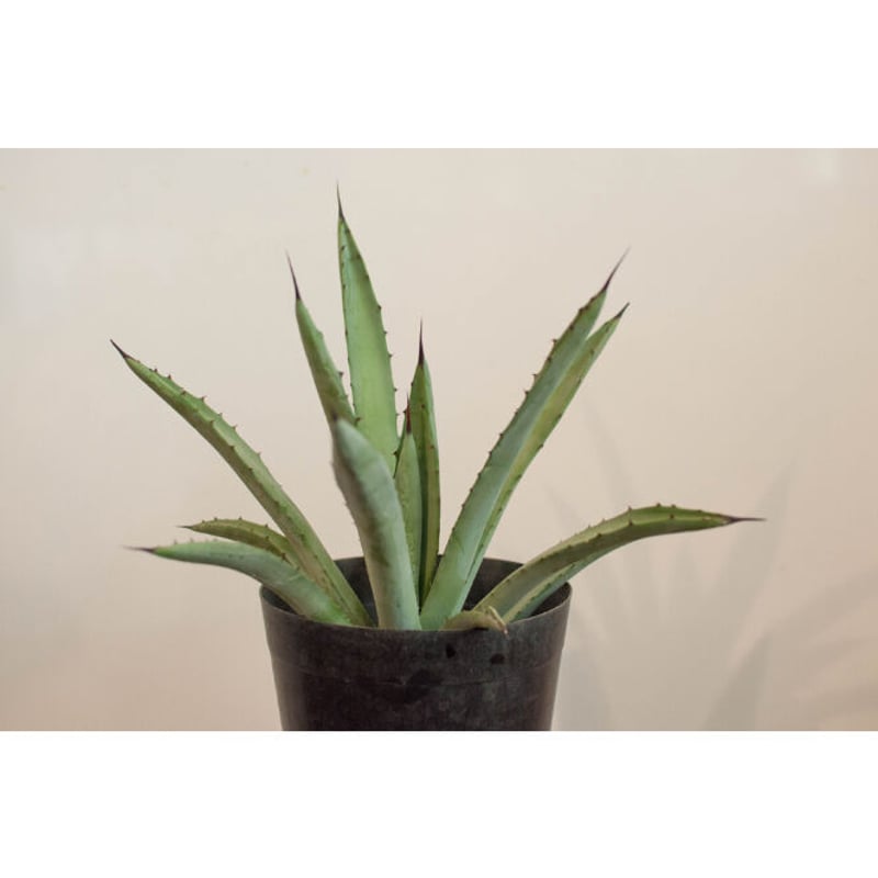 アガベ 実生　まさしさん専用 アガベ – TaiShoDo ONLINE SHOP