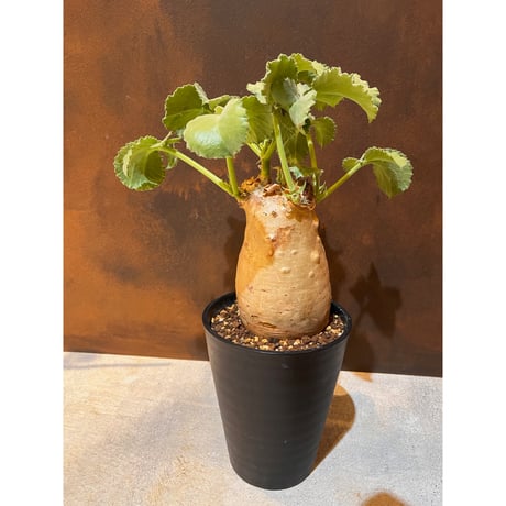 マクロプス | STORES