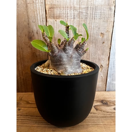 アデニウム 濃いピンク アデニウムの種類図鑑｜品種によって花の色が違う？希少種もある？