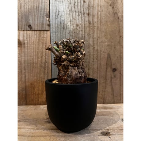 ケラリアピグマエア | STORES