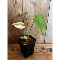 ペラルゴニウム・パルビフローラム | AOKI KAEN