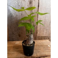 ペラルゴニウム・パルビフローラム | AOKI KAEN