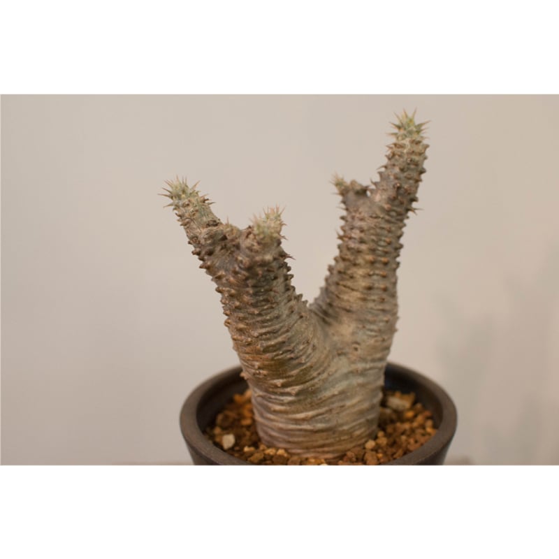 パキポディウム マカイエンセ パキポディウム・マカイエンセ | AOKI KAEN