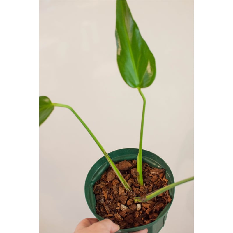 モンステラ　バールマルクスフレーム　1 モンステラ バールマルクスフレームNo.1 【公式通販】