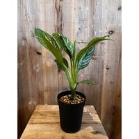 アグラオネマ・カーティシー　①　Aglaonema nitidum var. curtisii