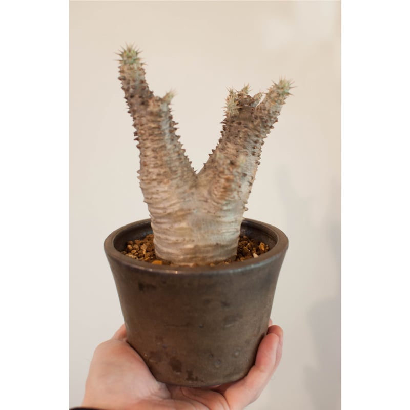 パキポディウム・マカイエンセ | AOKI KAEN