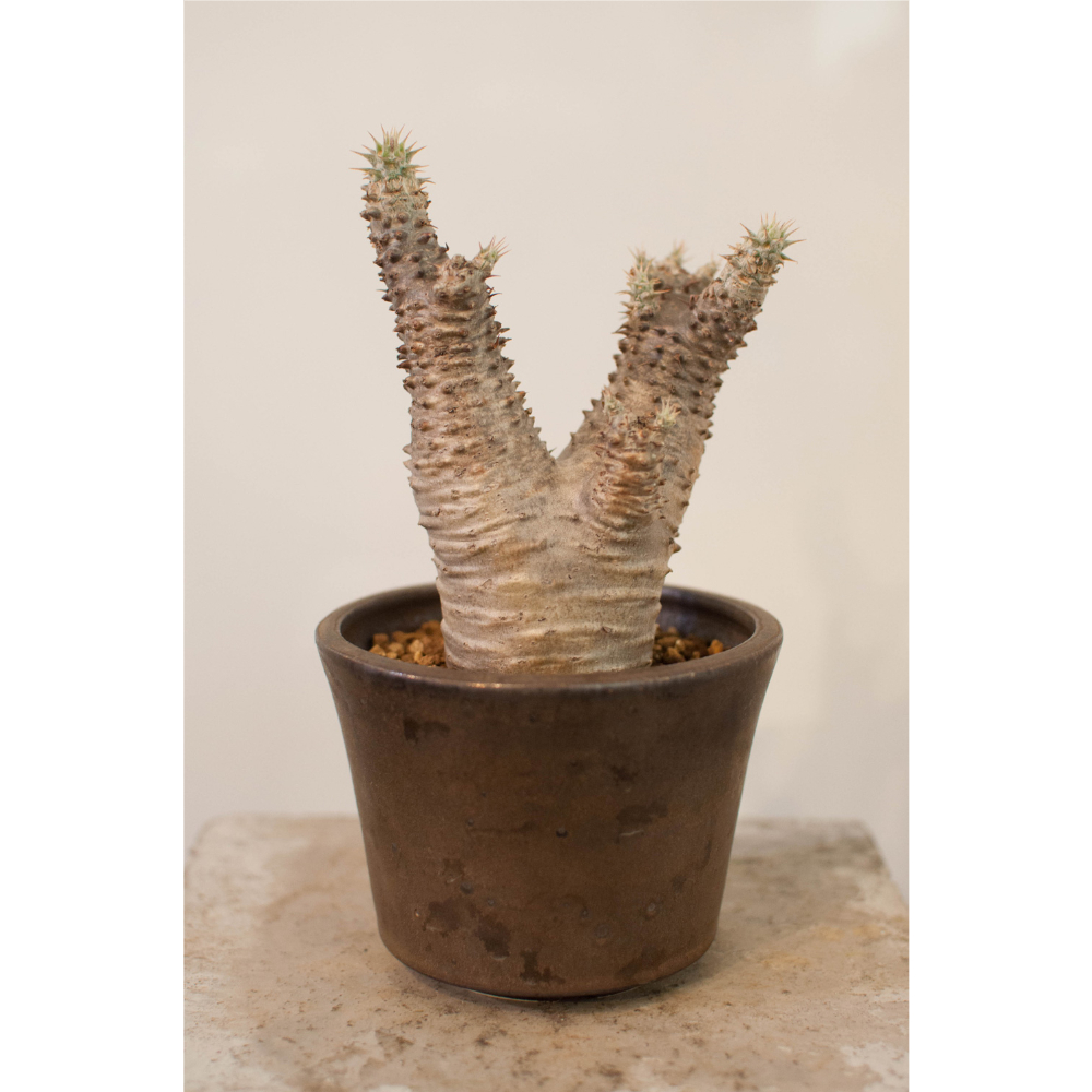 パキポディウム  マカイエンセ パキポディウム マカイエンセ #G4 | BIZARRE GREEN