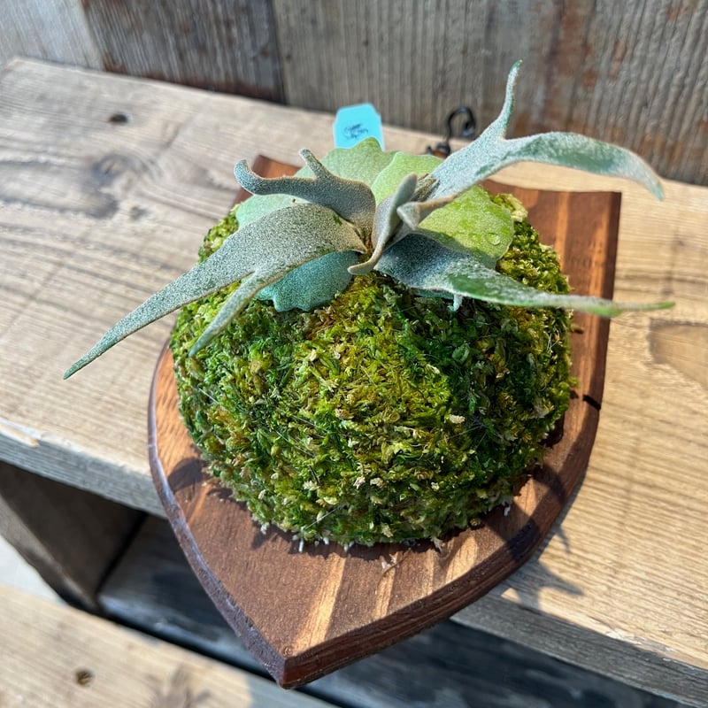 ビカクシダ・ウィリンキー ジェイドガール スポア | AOKI KAEN